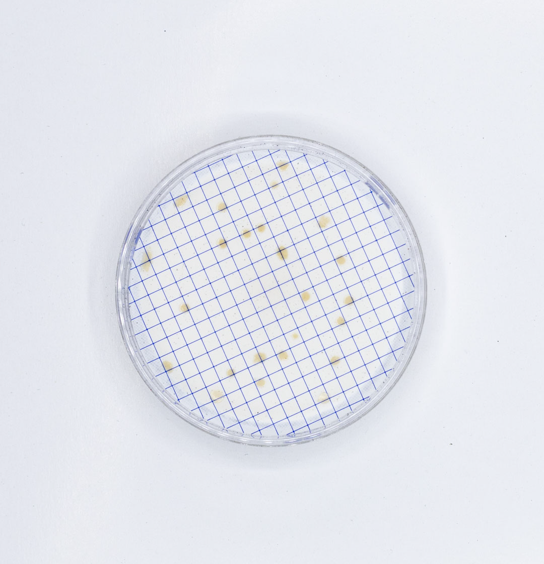 Ampolla Caldo Asparagina, 2 ml