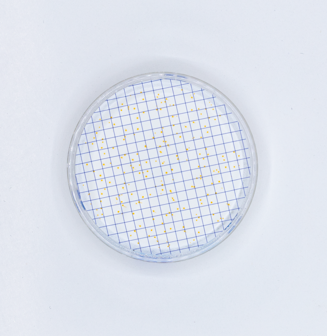 ampoule broth ISO yeast extract