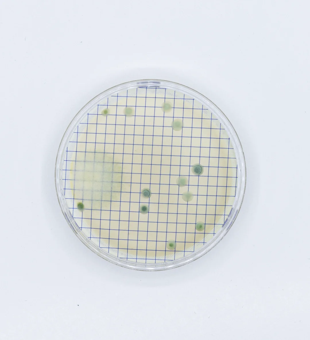 Ampolla M-Green para detección de hongos y levaduras